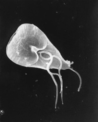 Giardia cellule